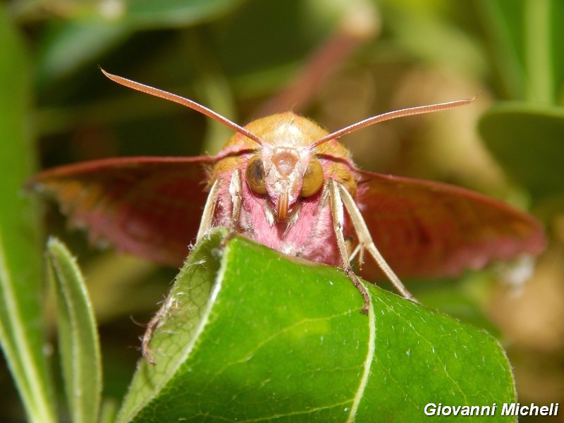 Deilephila porcellus (303^ specie )